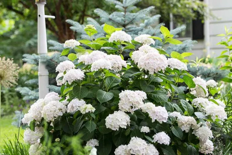 Endless Summer® Blushing Bride® Hydrangea